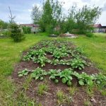 Aciditatea solului: cauza ascunsă a eșecurilor din grădina dvs. de legume aciditatea-solului-cauza-ascunsa-a-esecurilor-din-gradina-dvs-de.jpg