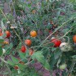 Aspirină pentru protejarea culturii: secretul medical al sănătății tomatelor aspirina-pentru-protejarea-culturii-secretul-medical-al-sanatatii-tomatelor.jpg