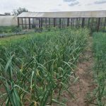 Biochimia în lupta împotriva Phytophthora: de ce zerul este atât de eficient biochimia-in-lupta-impotriva-phytophthora-de-ce-zerul-este-atat.jpg