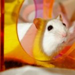 Ce se întâmplă dacă hamsterul nu mai merge în roată: consecințe pentru micul atlet ce-se-intampla-daca-hamsterul-nu-mai-merge-in-roata.jpg