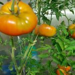 Ce se întâmplă dacă nu treceți niciodată peste roșii: un experiment pe care îl veți regreta ce-se-intampla-daca-nu-treceti-niciodata-peste-rosii-un.jpg