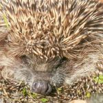 Ce se întâmplă dacă un arici întâlnește un miros înțepător: un ritual ciudat de autoapărare ce-se-intampla-daca-un-arici-intalneste-un-miros-intepator.jpg