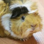 Ce se întâmplă dacă un cobai nu își scrâșnește dinții: o catastrofă tăcută ce-se-intampla-daca-un-cobai-nu-isi-scrasneste-dintii.jpg