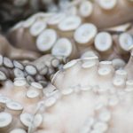 Cum o caracatiță păcălește creierul unui prădător: magia pielii și inteligența tentaculelor cum-o-caracatita-pacaleste-creierul-unui-pradator-magia-pielii-si.jpg