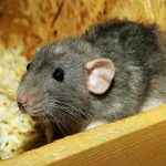 Cum râde un șobolan: bucurie ultrasonică cum-rade-un-sobolan-bucurie-ultrasonica.jpg