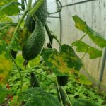 Cum să creșteți producția de castraveți fără substanțe chimice: trucul uitat cu zerul din lapte cum-sa-cresteti-productia-de-castraveti-fara-substante-chimice-trucul.jpg