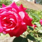 Cum să faci trandafirii să înflorească mai luxuriant: o manevră simplă cu coajă de banană cum-sa-faci-trandafirii-sa-infloreasca-mai-luxuriant-o-manevra.jpg