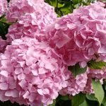 Cum să obțineți hortensii înfloritoare din primul an: secrete de plantare, care sunt tăcute în magazine cum-sa-obtineti-hortensii-infloritoare-din-primul-an-secrete-de.jpg