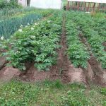 Cum să pregătești corect paturile pentru iarnă: secrete despre care vecinii nu spun nimic cum-sa-pregatesti-corect-paturile-pentru-iarna-secrete-despre-care.jpg