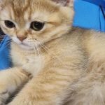 Cum și de ce toarce pisica: știința sunetului misterios cum-si-de-ce-toarce-pisica-stiinta-sunetului-misterios.jpg