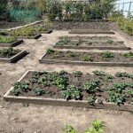 Cum udarea de toamnă vă salvează grădina de la îngheț: fizica pe care nu ar trebui să o ignorați cum-udarea-de-toamna-va-salveaza-gradina-de-la-inghet.jpg