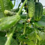 De câtă apă au nevoie cu adevărat castraveții: demontarea mitului despre cultura cea mai iubitoare de apă de-cata-apa-au-nevoie-cu-adevarat-castravetii-demontarea-mitului.jpg