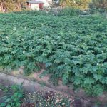 De ce ar trebui să cultivați cartofii de pernă: știința culturii subterane de-ce-ar-trebui-sa-cultivati-cartofii-de-perna-stiinta.jpg