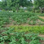 De ce ar trebui să vă udați grădina de legume după apusul soarelui și nu dimineața: reevaluarea unui ritual familiar de-ce-ar-trebui-sa-va-udati-gradina-de-legume.jpg