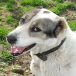 De ce câinele tău te privește direct în ochi: dialogul neurohormonal care te face mai apropiat de-ce-cainele-tau-te-priveste-direct-in-ochi-dialogul.jpg