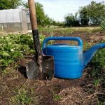 De ce cenușa comună a devenit principalul secret al randamentului în rândul grădinarilor experimentați: dezvăluiți mecanismul de acțiune de-ce-cenusa-comuna-a-devenit-principalul-secret-al-randamentului.jpg