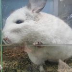 De ce chinchilla face băi de praf: secretul pentru o blană perfectă de-ce-chinchilla-face-bai-de-praf-secretul-pentru-o.jpg