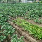 De ce grădinarii de legume inteligenți valsează cu paturile: secretul rotației culturilor de-ce-gradinarii-de-legume-inteligenti-valseaza-cu-paturile-secretul.jpg