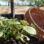 De ce grădinarii experimentați atrag viermii de pământ în grădină: titanii frontului invizibil de-ce-gradinarii-experimentati-atrag-viermii-de-pamant-in-gradina.jpg