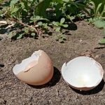 De ce grădinarii experimentați îngroapă coji de ouă în flori: adevărul neobservat despre calciu de-ce-gradinarii-experimentati-ingroapa-coji-de-oua-in-flori.jpg