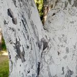 De ce grădinarii experimentați spală copacii în alb toamna: demitizarea unui mit major de-ce-gradinarii-experimentati-spala-copacii-in-alb-toamna-demitizarea.jpg