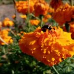 De ce grădinarii inteligenți de legume plantează catifea lângă roșii: secretul apărării florilor de-ce-gradinarii-inteligenti-de-legume-planteaza-catifea-langa-rosii.jpg