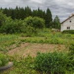 De ce gunoiul de grajd obișnuit devine un dezastru în grădină: amenințarea invizibilă la adresa straturilor dvs. de-ce-gunoiul-de-grajd-obisnuit-devine-un-dezastru-in.jpg