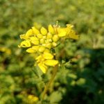 De ce muștarul din grădina de legume este mai important decât credeți: beneficiile ascunse ale cultivatorului lateral de-ce-mustarul-din-gradina-de-legume-este-mai-important.jpg