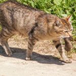 De ce pisicile aduc șoareci morți: semnificația ascunsă a cadourilor de la un vânător mustăcios de-ce-pisicile-aduc-soareci-morti-semnificatia-ascunsa-a-cadourilor.jpg