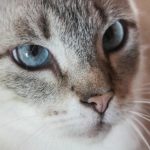 De ce se ascunde o pisică în cutii: crearea unei fortărețe de eliberare a stresului de-ce-se-ascunde-o-pisica-in-cutii-crearea-unei.jpg