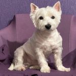 De ce se rostogolește câinele tău înainte de culcare: limbajul corporal uitat pe care nu-l mai înțelegem de-ce-se-rostogoleste-cainele-tau-inainte-de-culcare-limbajul.jpg