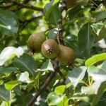 De ce tăiați pomii fructiferi de două ori pe an: semnificația ascunsă a unei proceduri simple de-ce-taiati-pomii-fructiferi-de-doua-ori-pe-an.jpg