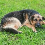 de-ce-un-caine-mananca-iarba-motive-neasteptate-pentru-un.jpg