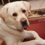 De ce un câine ud miroase a rahat de câine: comunicare chimică pe care nu o înțelegem de-ce-un-caine-ud-miroase-a-rahat-de-caine.jpg