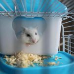 De ce un hamster aleargă în roată: maratonul nocturn ca o chestiune de supraviețuire de-ce-un-hamster-alearga-in-roata-maratonul-nocturn-ca.jpg