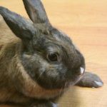 De ce un iepure își bate laba: descifrarea semnalelor de alarmă de-ce-un-iepure-isi-bate-laba-descifrarea-semnalelor-de.jpg