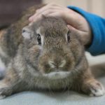 De ce un iepure își bate laba: un semnal tăcut de mare alarmă de-ce-un-iepure-isi-bate-laba-un-semnal-tacut.jpg