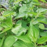 De ce urzicile devin principalul aliat al grădinarilor: potențialul ascuns al vecinului înțepător de-ce-urzicile-devin-principalul-aliat-al-gradinarilor-potentialul-ascuns.jpg