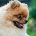 Limba în loc de cuvinte: de ce "sărută" câinii și ce vor să spună limba-in-loc-de-cuvinte-de-ce-saruta-cainii-si.jpg