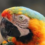 Modul în care papagalul ara sparge nucile: o abordare inginerească a nutriției modul-in-care-papagalul-ara-sparge-nucile-o-abordare-inginereasca.jpg