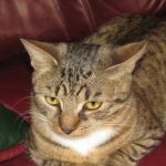 O pisică singură acasă: cum afectează singurătatea comportamentul și sănătatea ei o-pisica-singura-acasa-cum-afecteaza-singuratatea-comportamentul-si-sanatatea.jpg