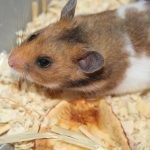 Pentru ce își umple un hamster obrajii: secretele unui depozit de provizii blănos pentru-ce-isi-umple-un-hamster-obrajii-secretele-unui-depozit.jpg