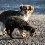 Când un cățeluș încetează să mai fie un cățeluș: mitul primei aniversări cand-un-catelus-inceteaza-sa-mai-fie-un-catelus-mitul.jpg