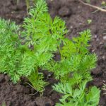 Ce se întâmplă dacă nu mai tăiați tulpina morcovului după recoltare: o tehnică controversată pentru depozitarea pe termen lung ce-se-intampla-daca-nu-mai-taiati-tulpina-morcovului-dupa.jpg