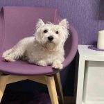 Creierul adormit al unui câine: de ce are nevoie de vise și ce experimentează creierul-adormit-al-unui-caine-de-ce-are-nevoie-de.jpg