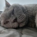 Cum alege o pisică preferatul familiei: alchimia preferințelor fără reguli cum-alege-o-pisica-preferatul-familiei-alchimia-preferintelor-fara-reguli.jpg