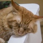 Cum să înveți să auzi tăcerea animalului tău de companie: arta de a distinge între pace și durere cum-sa-inveti-sa-auzi-tacerea-animalului-tau-de-companie.jpg