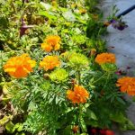 De ce grădinarii inteligenți însămânțează catifea pentru mai mult decât frumusețe: un scut pentru grădina dvs. de legume de-ce-gradinarii-inteligenti-insamanteaza-catifea-pentru-mai-mult-decat.jpg