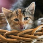 De ce pisica ta se plictisește fără o întreagă "grădină zoologică": adevărul ascuns despre îmbogățirea mediului de-ce-pisica-ta-se-plictiseste-fara-o-intreaga-gradina.jpg