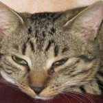 De ce se ascunde o pisică în cutii: fizica confortului și a sentimentului de siguranță de-ce-se-ascunde-o-pisica-in-cutii-fizica-confortului.jpg